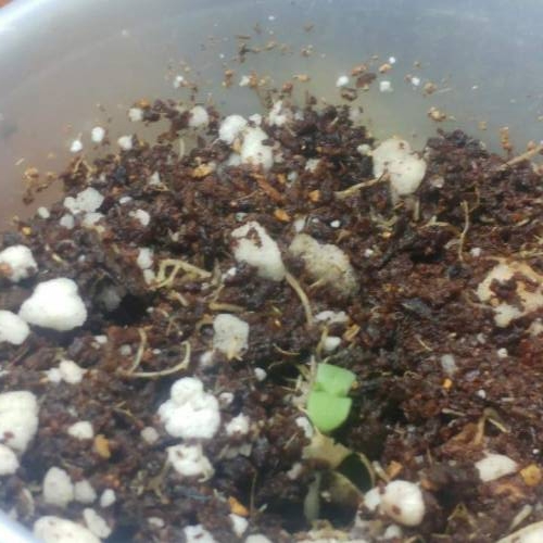 Nirvana Sky "super-auto" . Week 1 - Day 1 25 04 2020 (morning)