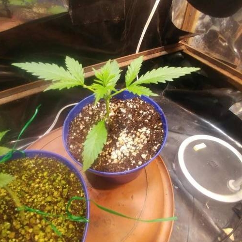 Nirvana Sky "super-auto" . Week 2