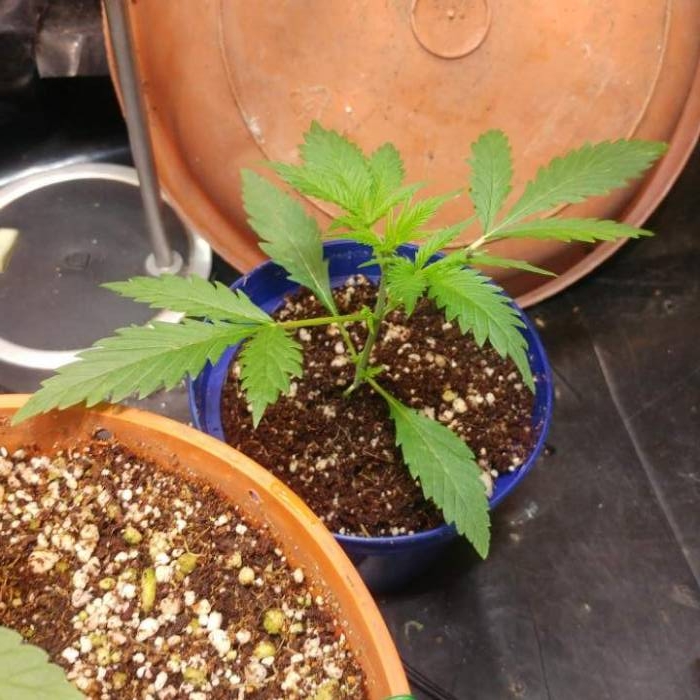 Nirvana Sky "super-auto" . Week 3 - Day 18 10 05 2020