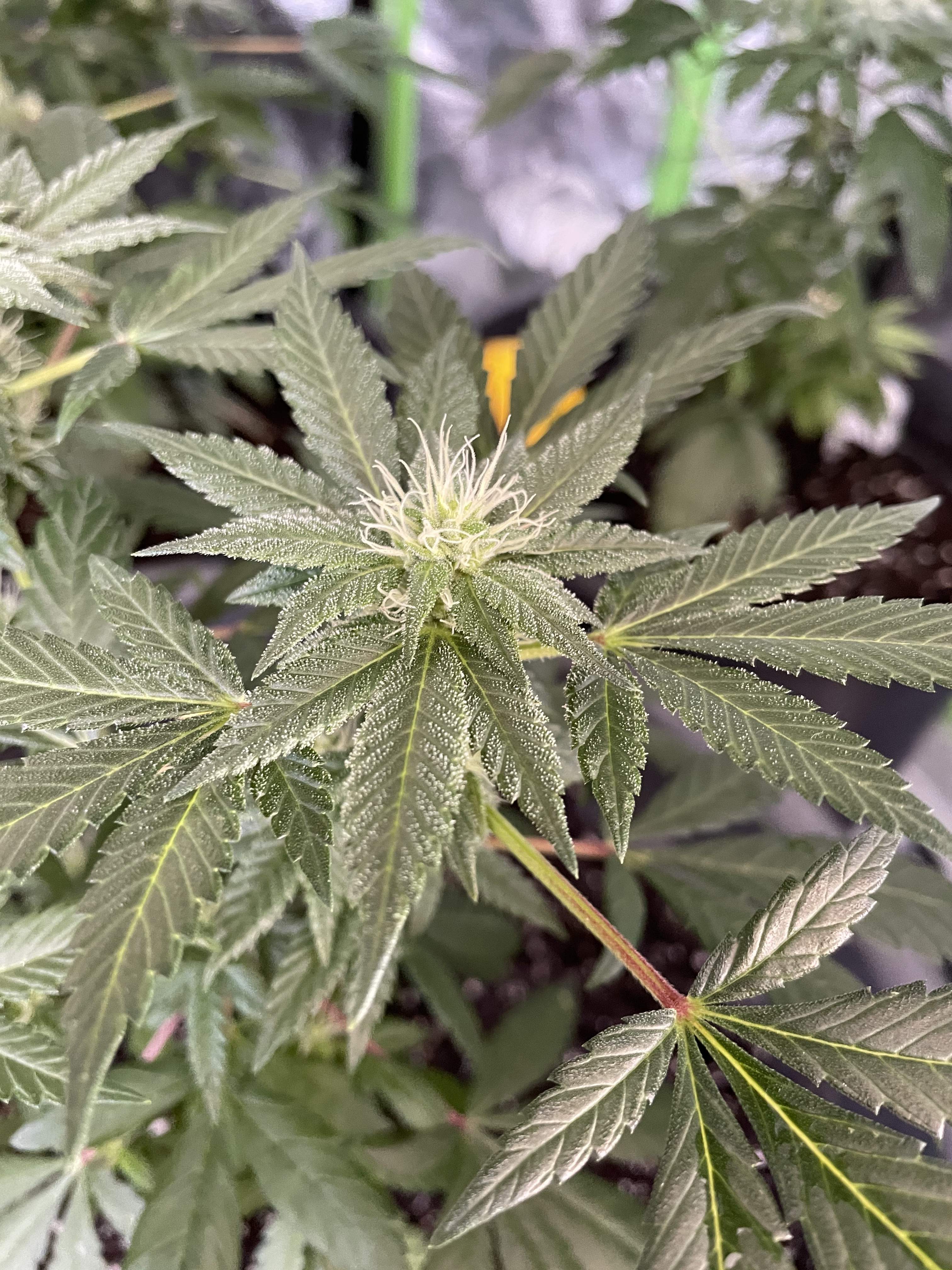 Dragons Flame DRAGONS GARLIC BREATH (thug pug collab), Dragons Flame