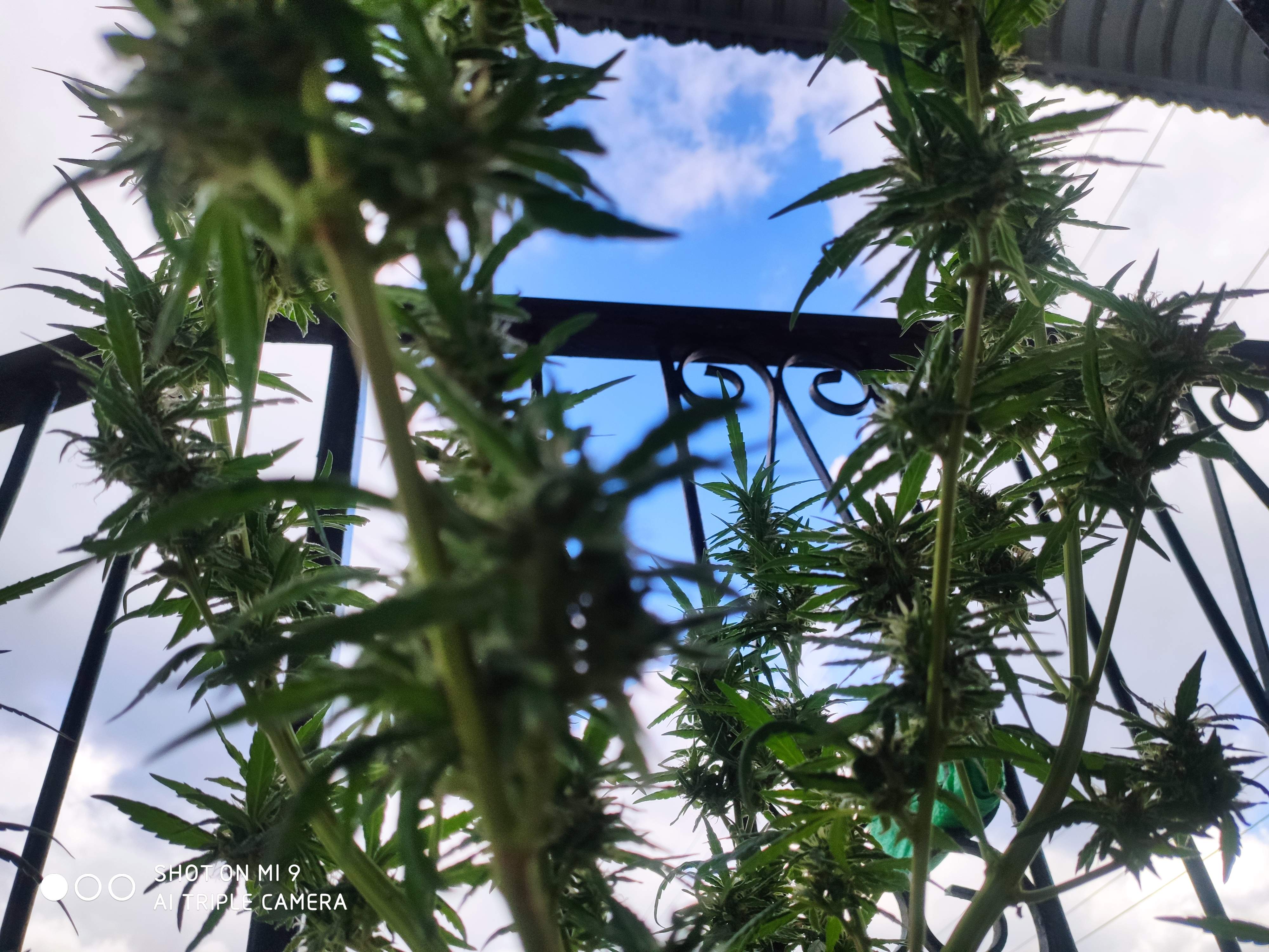 Dark Horse Genetics Bruce Banner 2.0, Crop King Seeds Bruce Banner 2.0