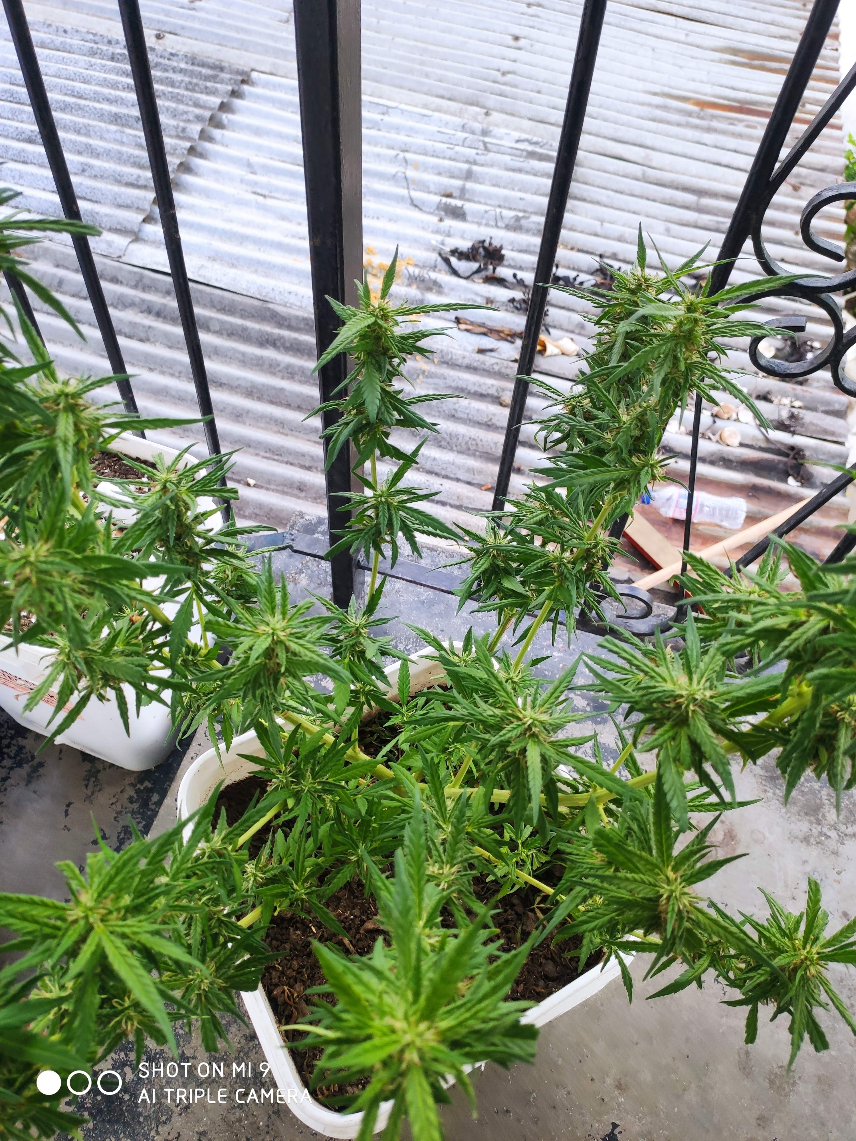 Dark Horse Genetics Bruce Banner 2.0, Crop King Seeds Bruce Banner 2.0