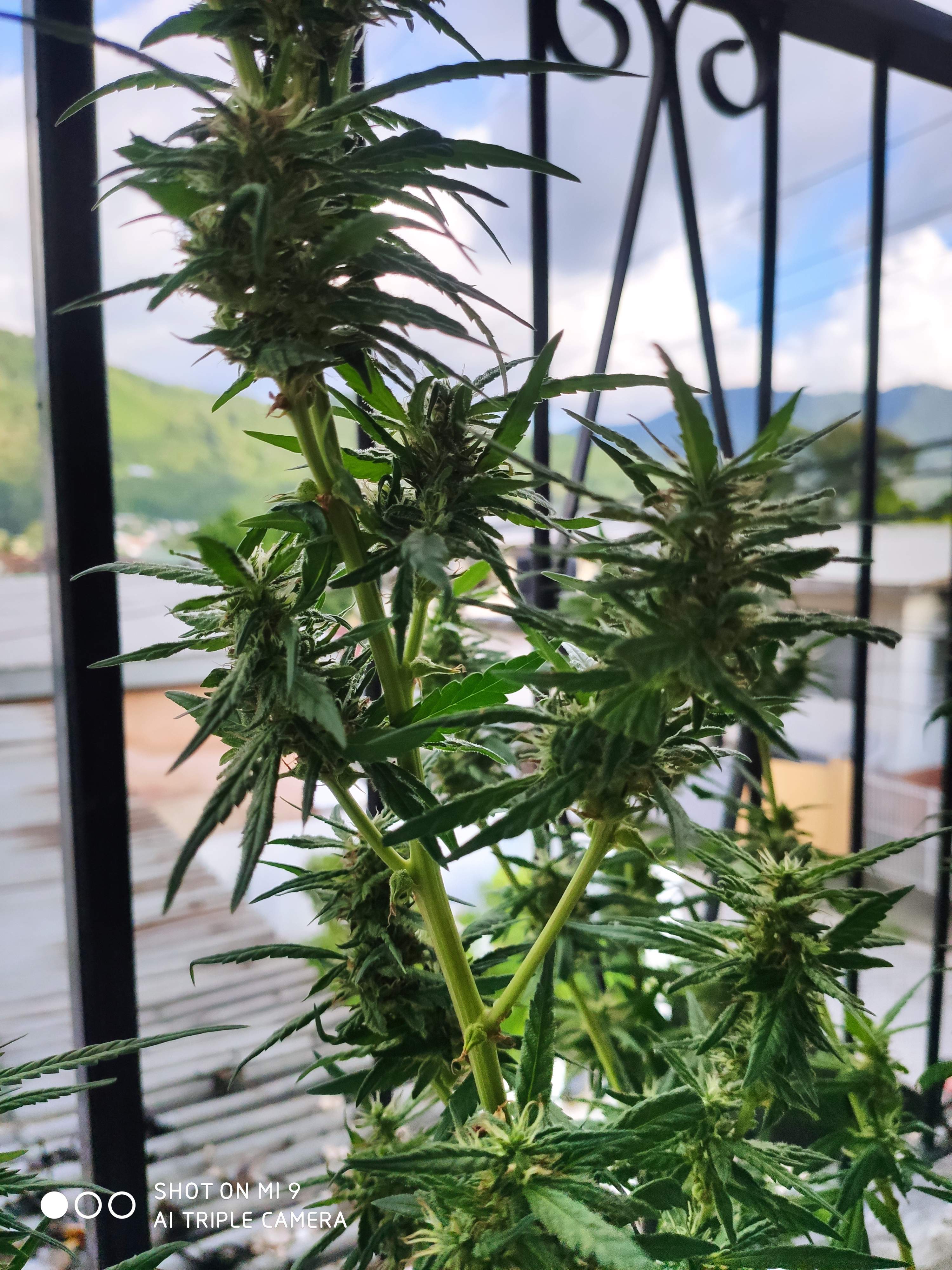 Dark Horse Genetics Bruce Banner 2.0, Crop King Seeds Bruce Banner 2.0