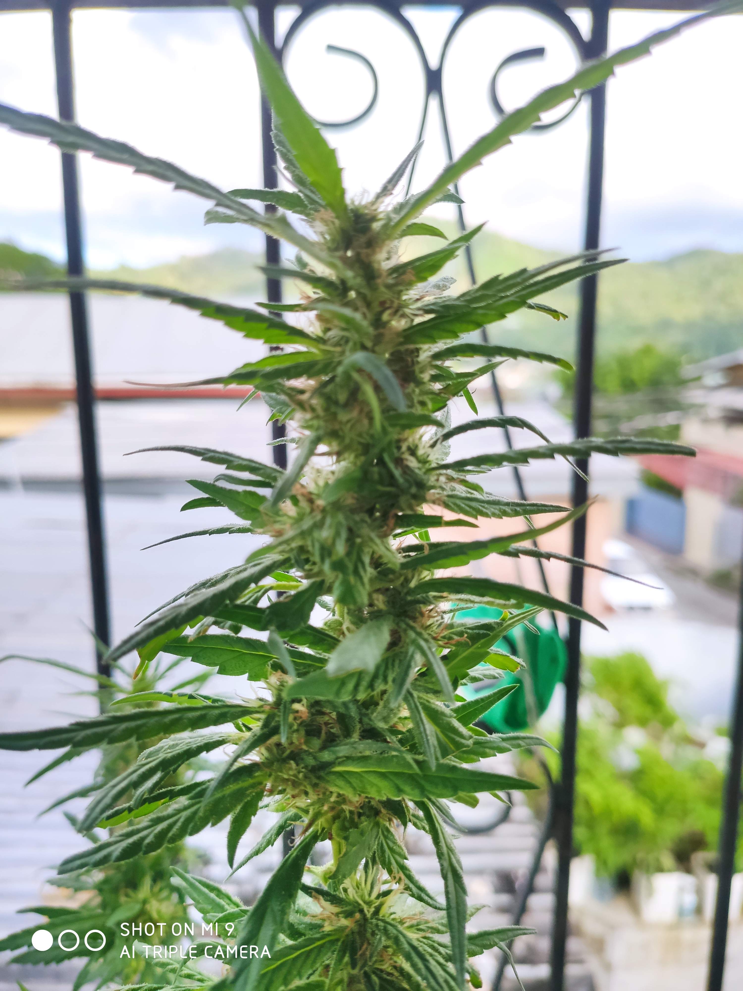 Dark Horse Genetics Bruce Banner 2.0, Crop King Seeds Bruce Banner 2.0