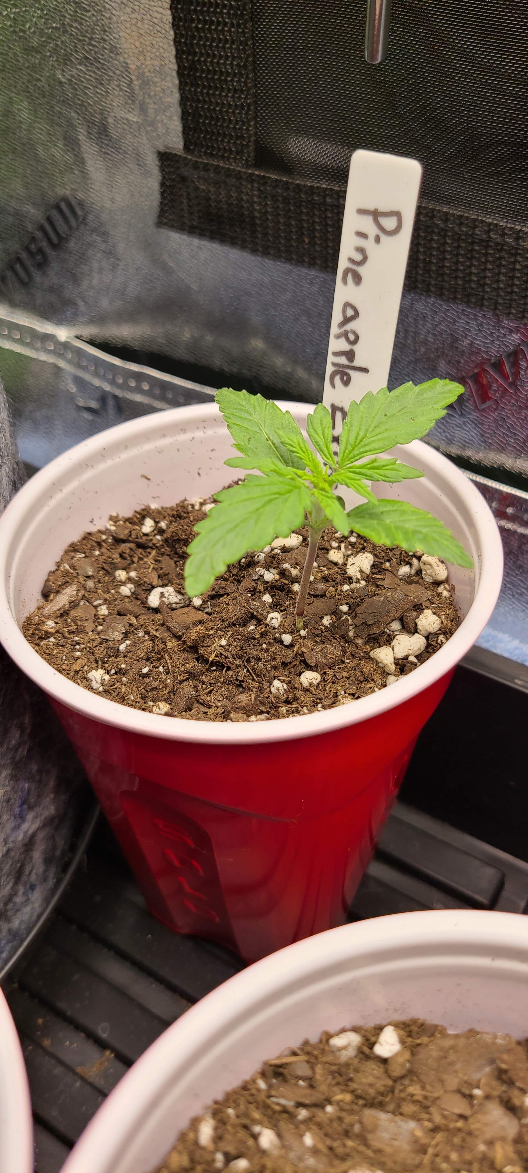 Fast Buds Pineapple Express Auto grow diary (journal) week2 by Yooper