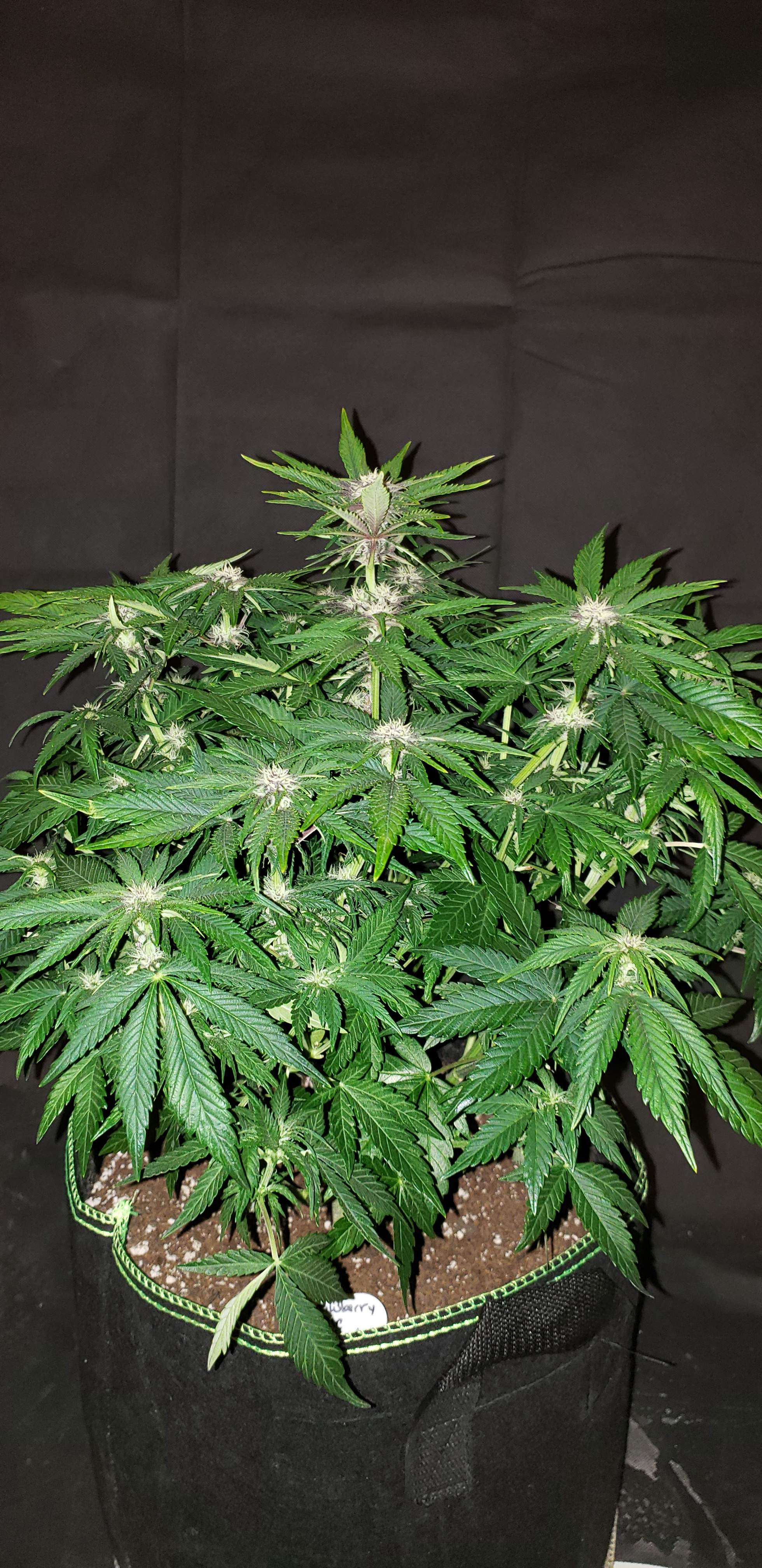 Fast Buds Strawberry Pie Auto grow diary (journal) week7 by AUTOBUDDHA