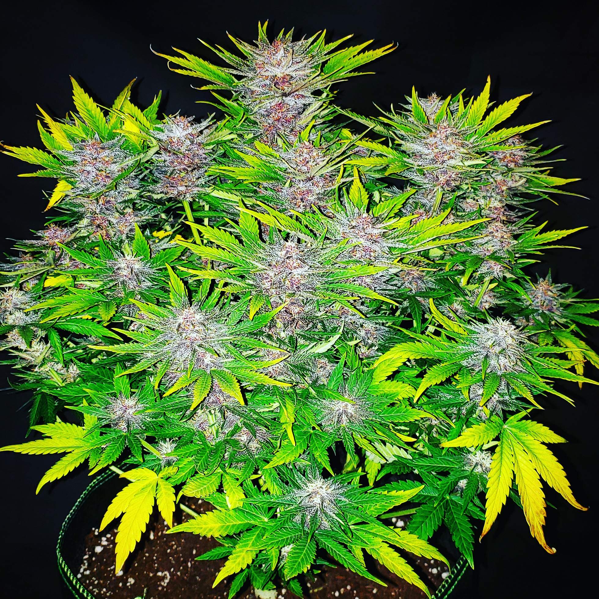 Fast Buds Strawberry Pie Auto grow diary (journal) 7 harvest11 by
