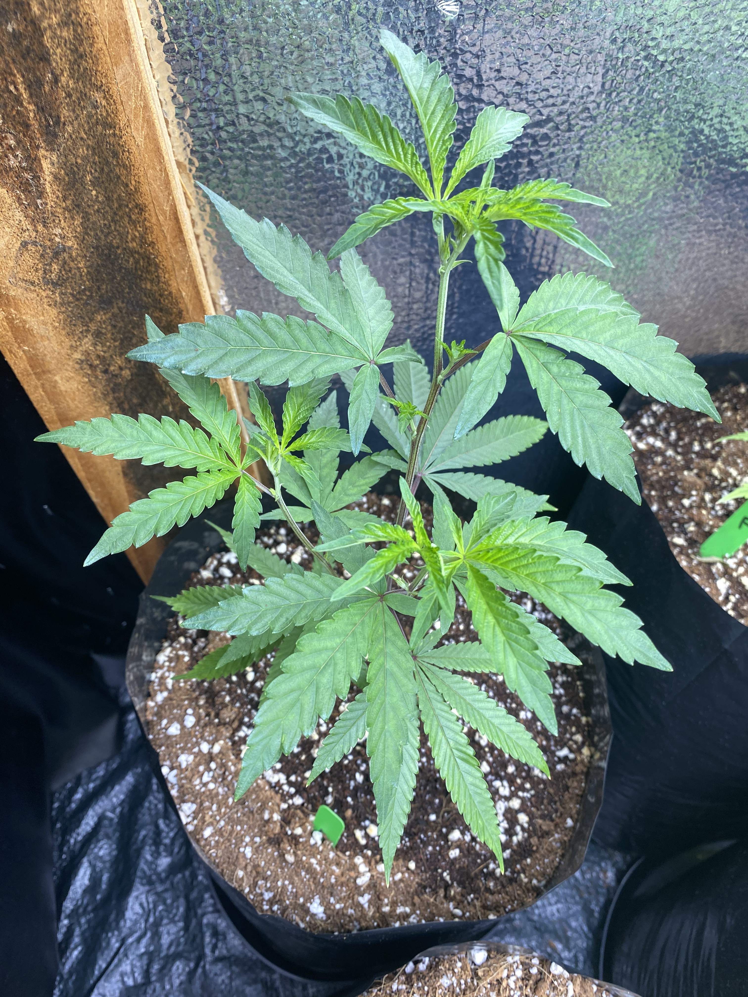 Apple Fritter 2 grow diary (journal) 2 week3 by 2020Grower GrowDiaries