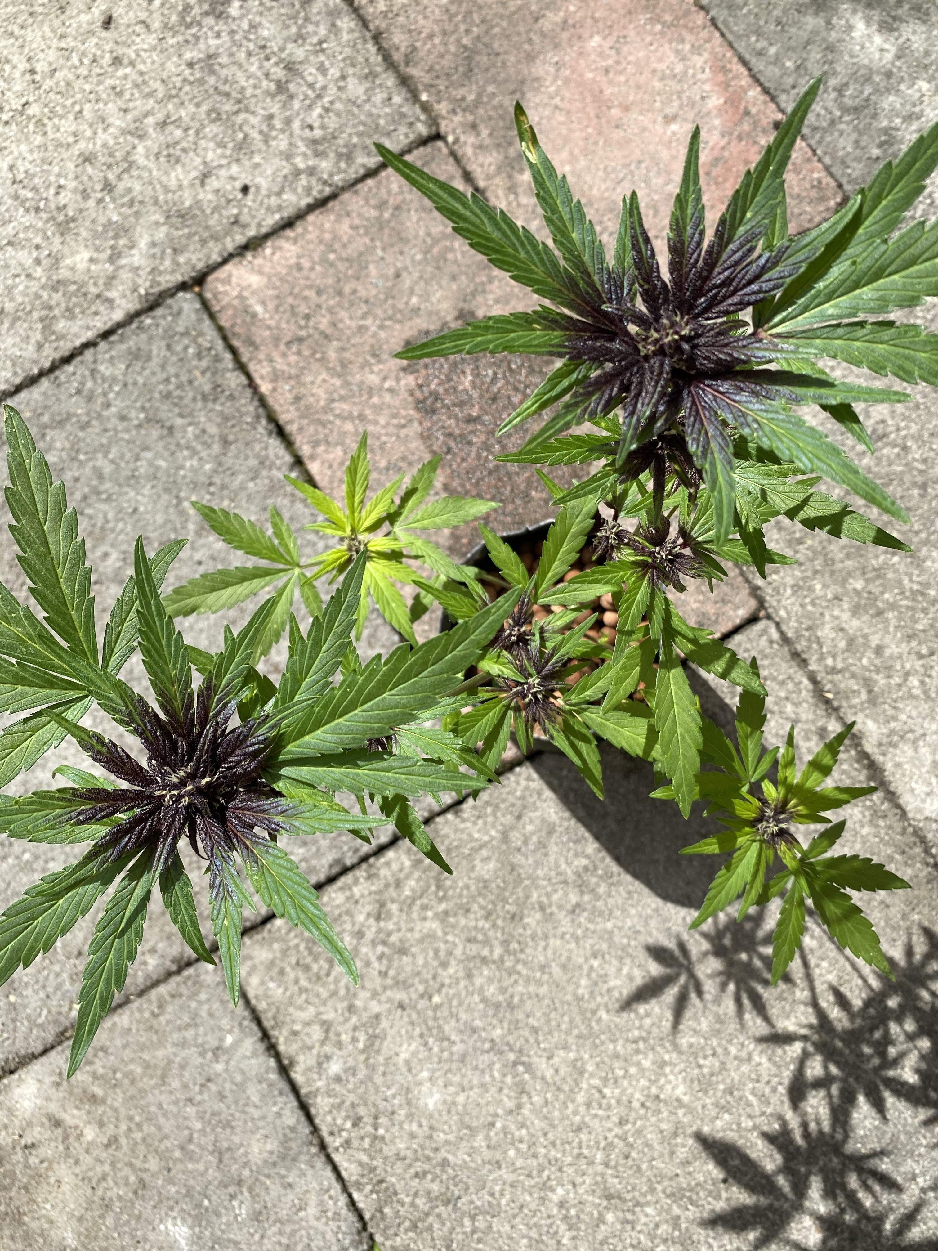 Fast Buds Blackberry Auto grow diary (journal) week1 by budw1zard