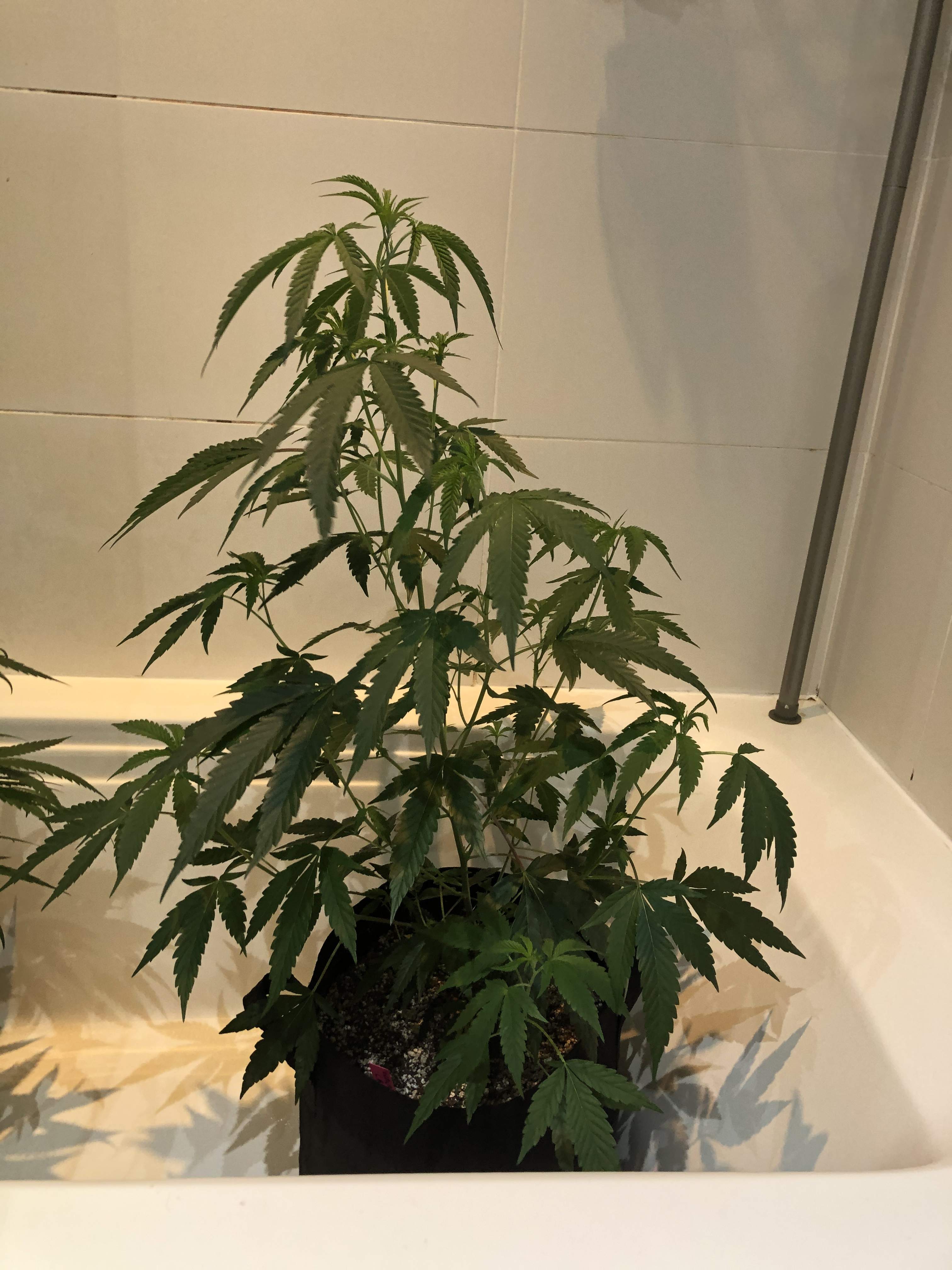 Ripper Seeds Zombie Kush , ice cream cake grow diary (journal) week4 by