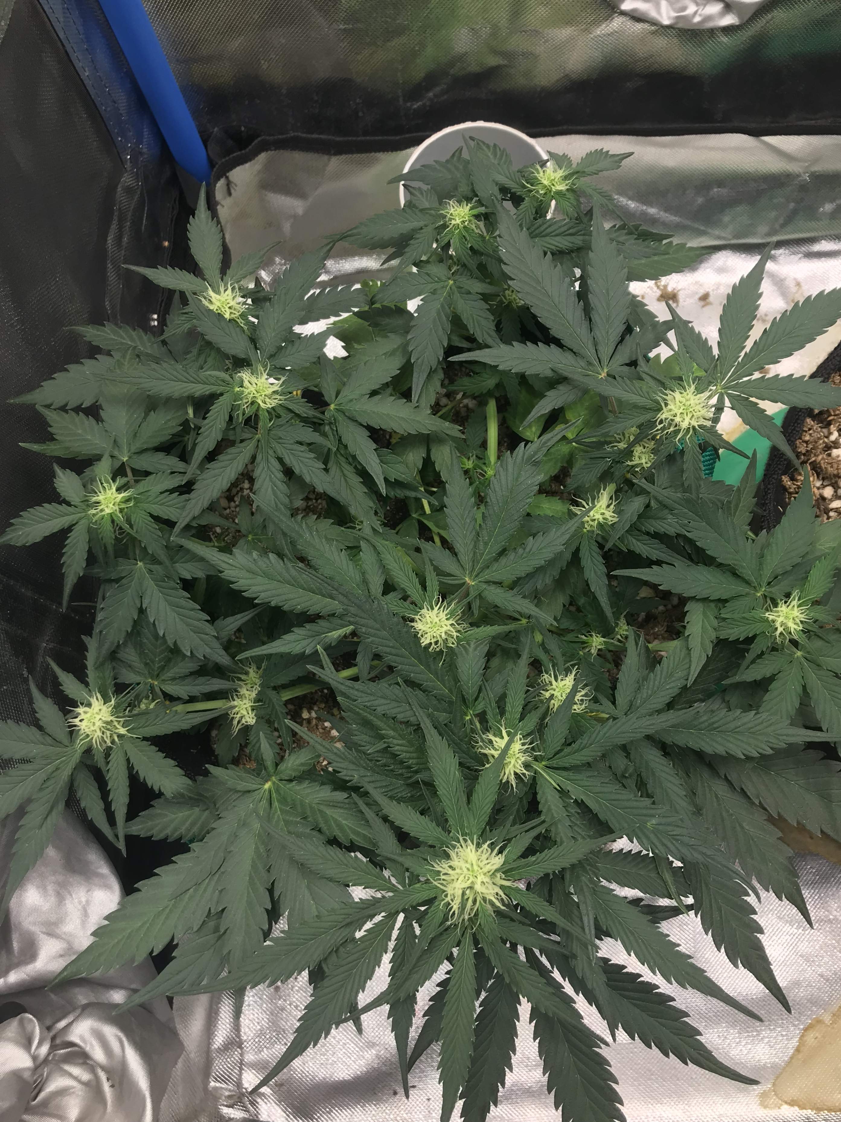 Royal Queen Seeds Northern Light Automatic grow diary (journal) week5