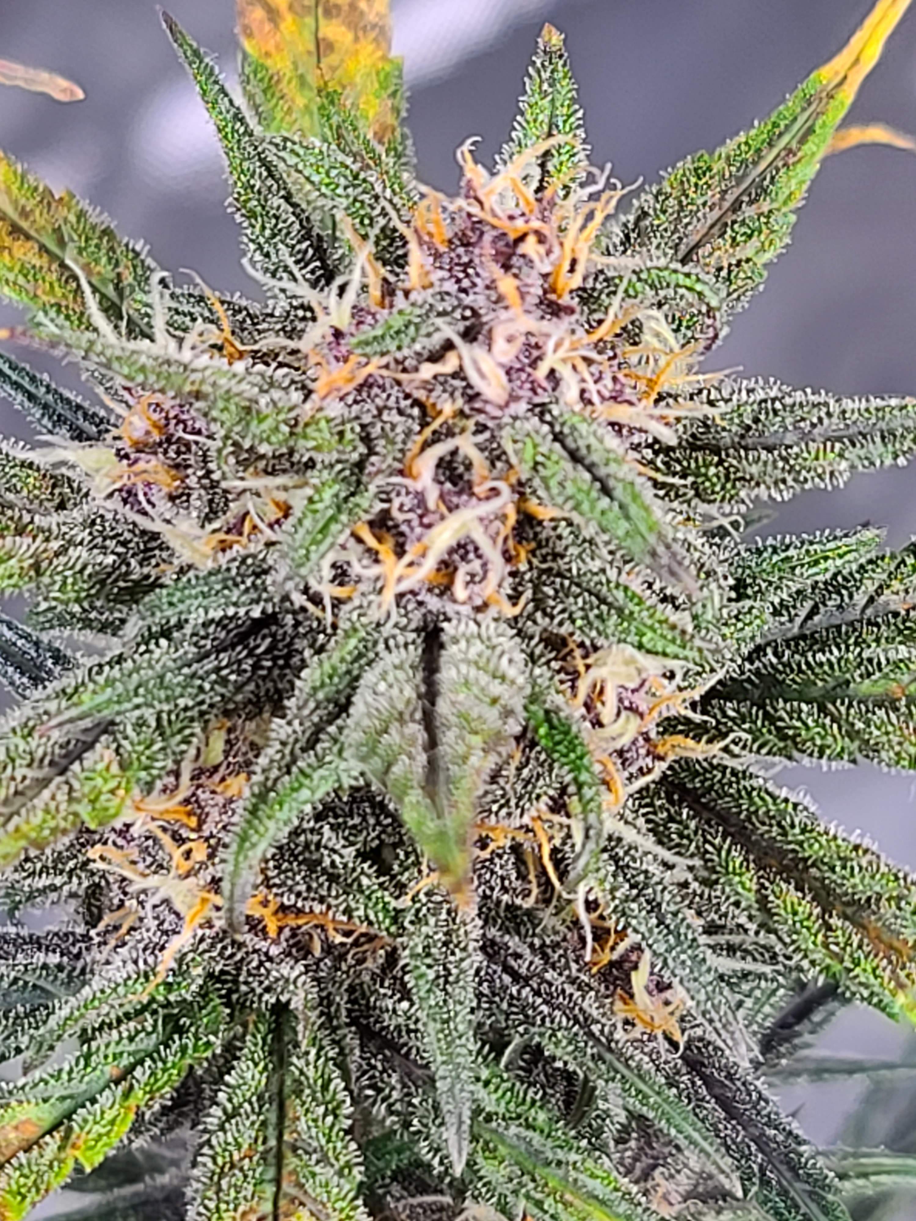 Critical Mass Collective Auto Sour Melon, Dutch Passion Auto Blackberry Kush, Sweet Seeds