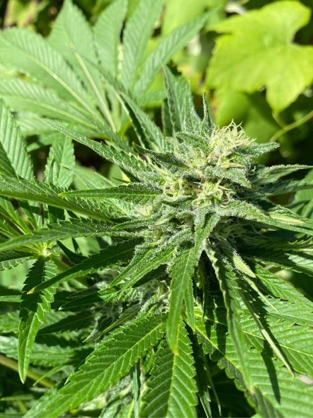 Delicious Seeds Eleven Roses Growers Choice Banana Sherbet Zamnesia Seeds Giant White Haze 