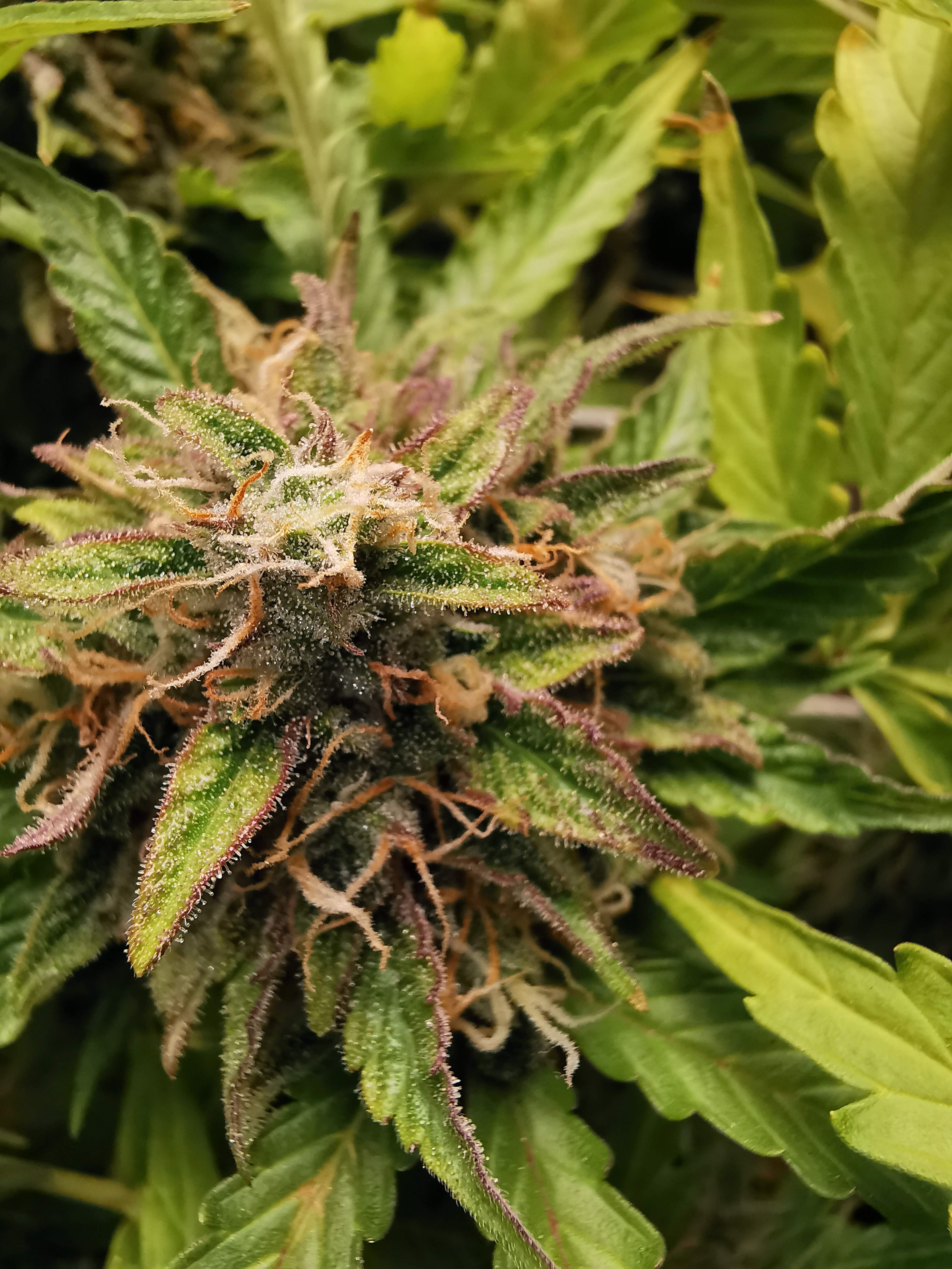 Seedstockers Northern Lights Autoflower grow diary (journal) week18 by