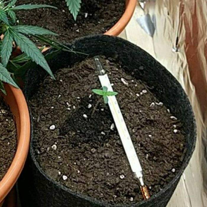 Auto Bubble Gum Femenised. Week 1 - 2 day