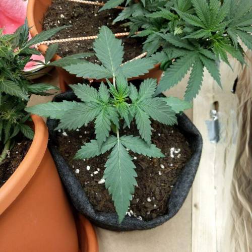 Auto Bubble Gum Femenised. Week 2 - 14 day