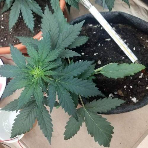 Auto Bubble Gum Femenised. Week 3 - 20 day