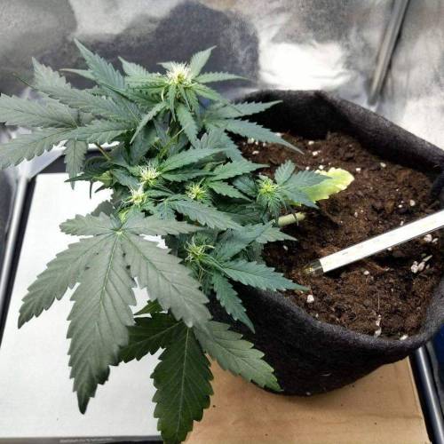 Auto Bubble Gum Femenised. Week 4 - 28 day - 2nd day in new room