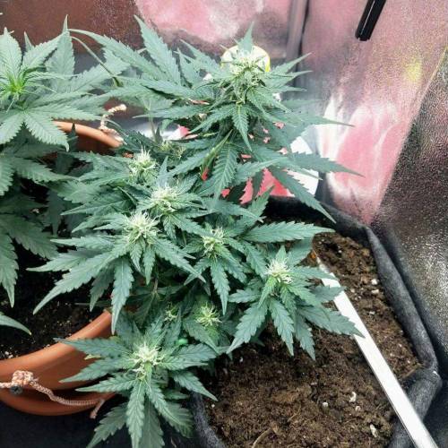Auto Bubble Gum Femenised. Week 5 - 36 day