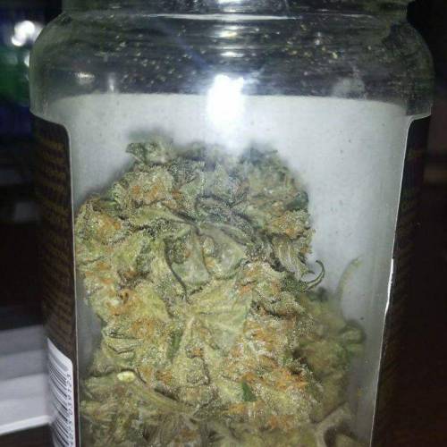 Auto Bubble Gum Femenised. Week 10