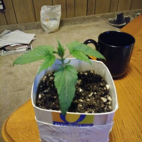 Kushie. Week 2 - 2 weeks old 