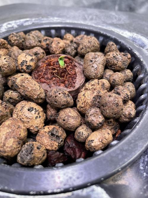 GMO Cookies - photoperiodic first time. Week 0