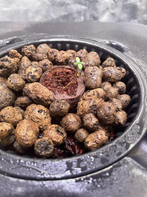 GMO Cookies - photoperiodic first time. Week 0