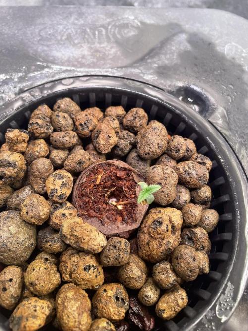 GMO Cookies - photoperiodic first time. Week 0