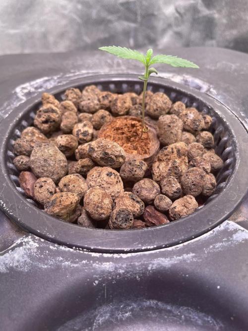 GMO Cookies - photoperiodic first time. Week 1