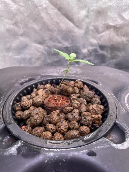 GMO Cookies - photoperiodic first time. Week 1