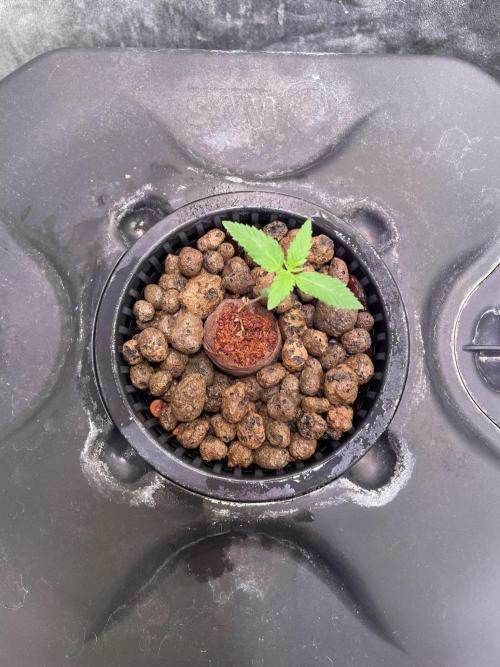 GMO Cookies - photoperiodic first time. Week 1
