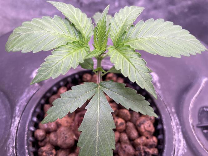 GMO Cookies - photoperiodic first time. Week 2