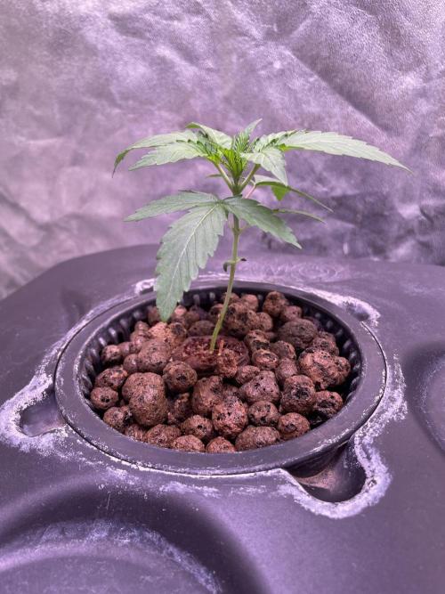 GMO Cookies - photoperiodic first time. Week 2