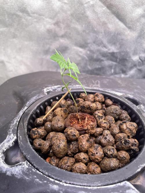 GMO Cookies - photoperiodic first time. Week 2