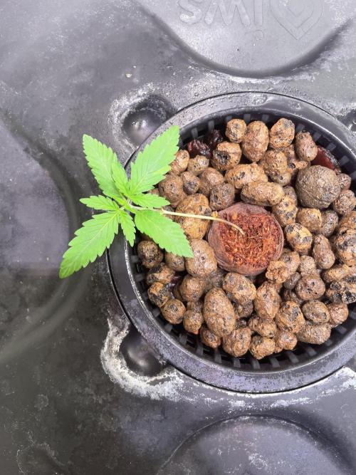 GMO Cookies - photoperiodic first time. Week 2