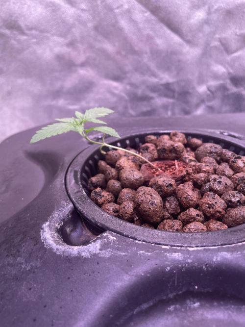 GMO Cookies - photoperiodic first time. Week 2