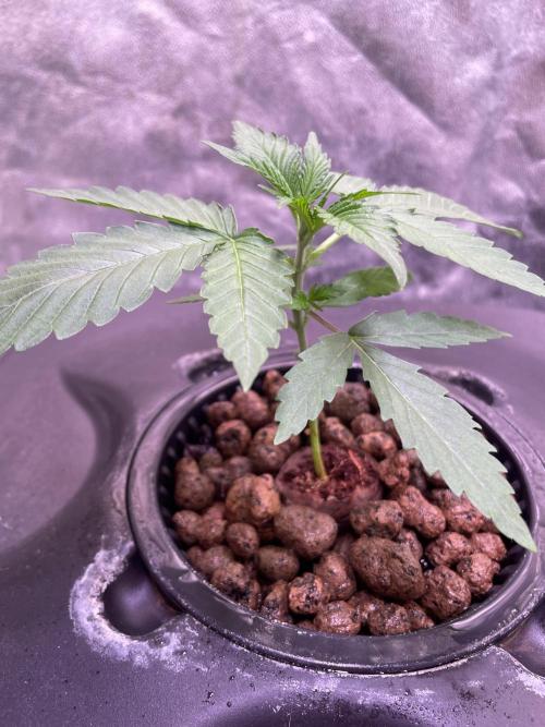 GMO Cookies - photoperiodic first time. Week 3