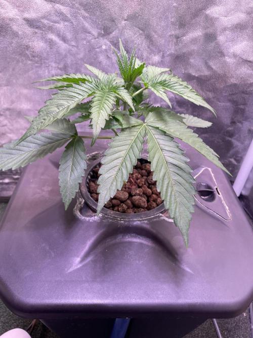 GMO Cookies - photoperiodic first time. Week 3