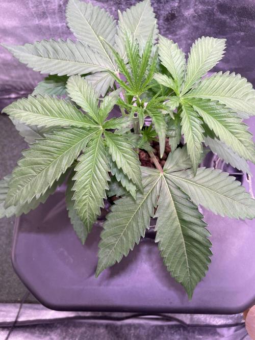 GMO Cookies - photoperiodic first time. Week 3
