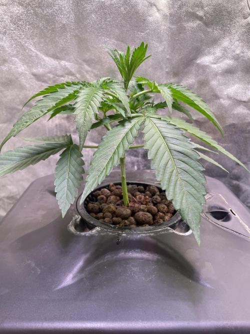 GMO Cookies - photoperiodic first time. Week 3