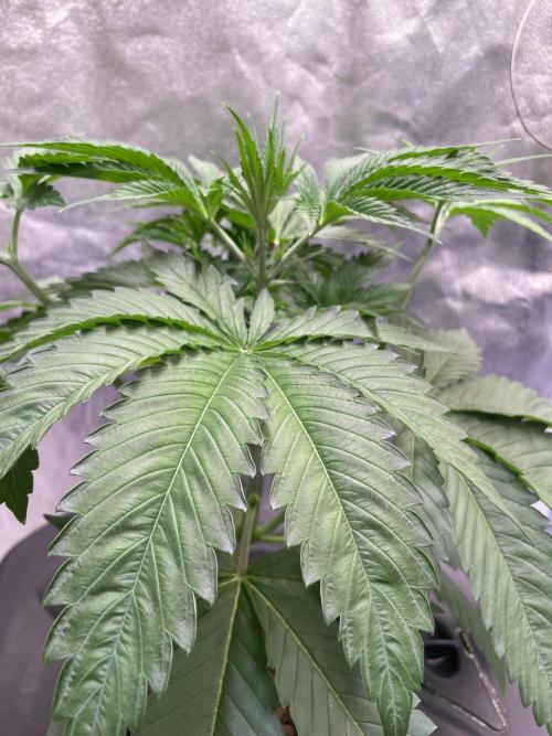 GMO Cookies - photoperiodic first time. Week 4