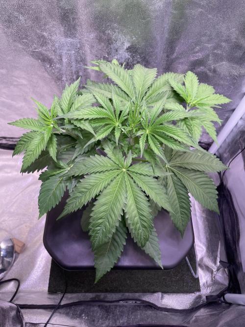 GMO Cookies - photoperiodic first time. Week 4