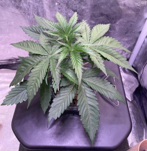 GMO Cookies - photoperiodic first time. Week 4