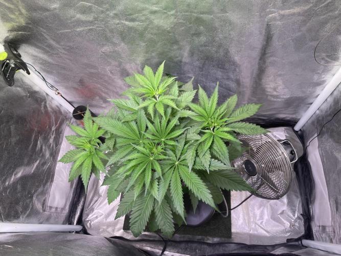 GMO Cookies - photoperiodic first time. Week 4