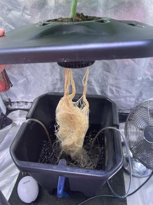 GMO Cookies - photoperiodic first time. Week 4