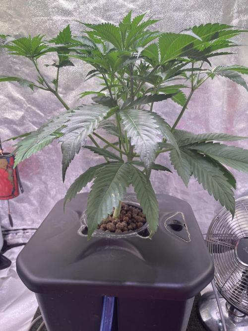 GMO Cookies. Week 4