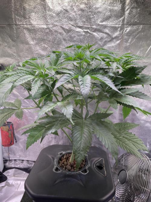GMO Cookies - photoperiodic first time. Week 5