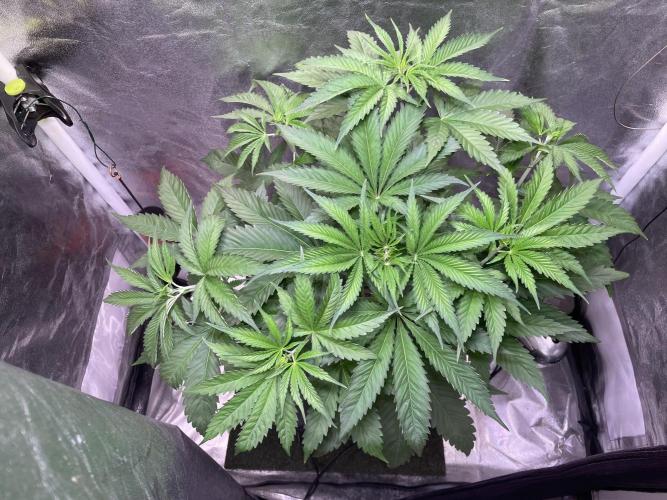 GMO Cookies. Week 5