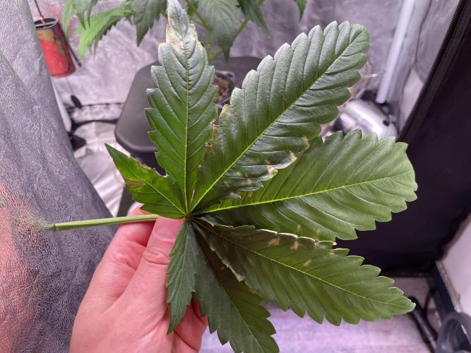 GMO Cookies - photoperiodic first time. Week 5