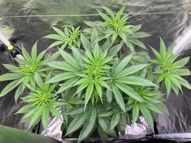 GMO Cookies. Week 5